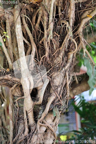 Image of the roots of a tropical tree 