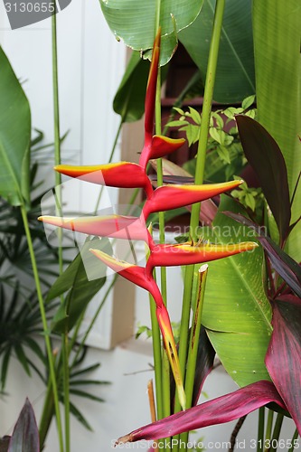 Image of multicolored flowers heliconia