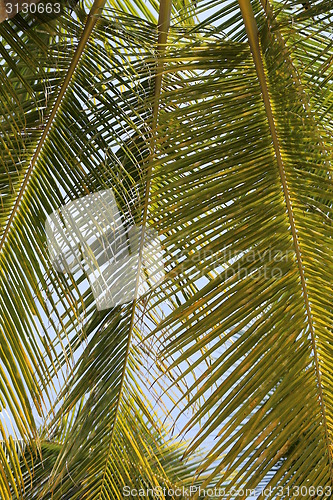 Image of Green leaf palm