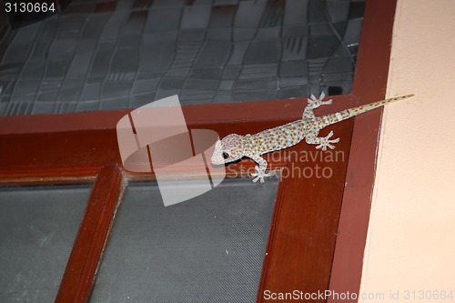 Image of Gecko currents