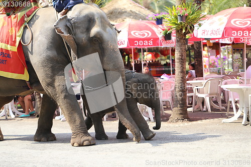 Image of Thai elephant and child 