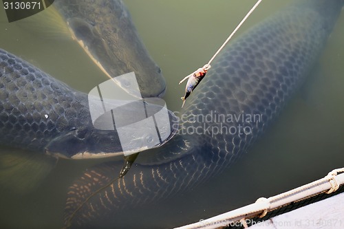 Image of Large Thai fish eat the bait