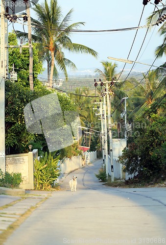 Image of The road in the jungle