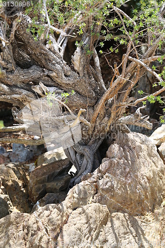 Image of the roots of a tropical tree 