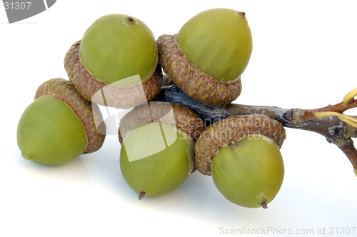 Image of Acorns