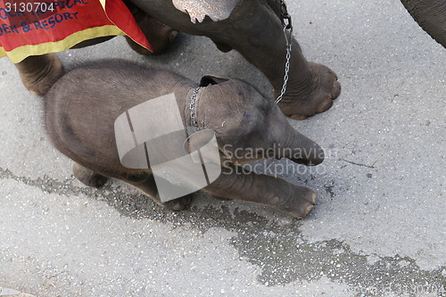 Image of Thai elephant and child 