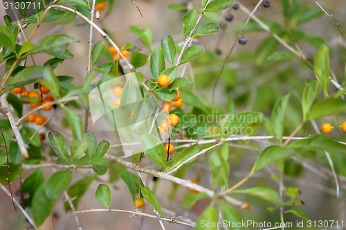 Image of Yellow berries 