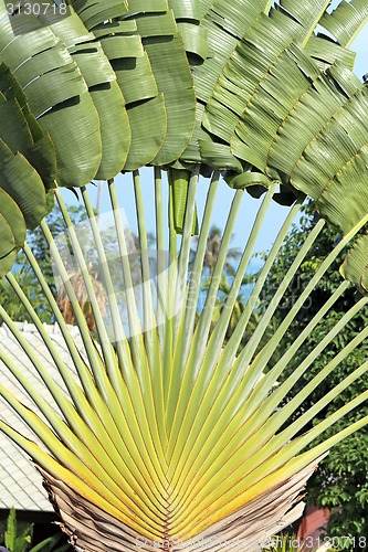 Image of Green leaf