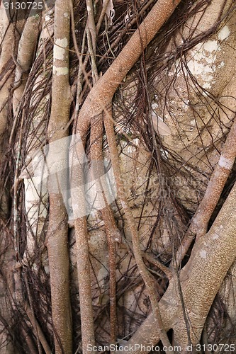 Image of the roots of a tropical tree 