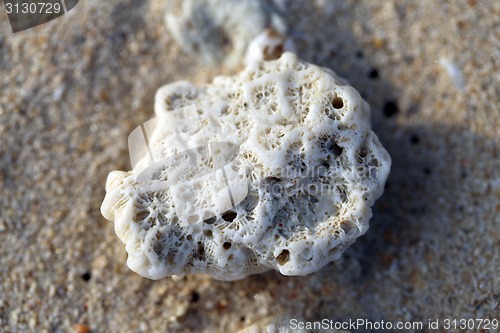 Image of White coral
