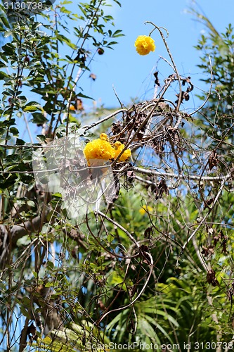 Image of Large beautiful yellow flowers 