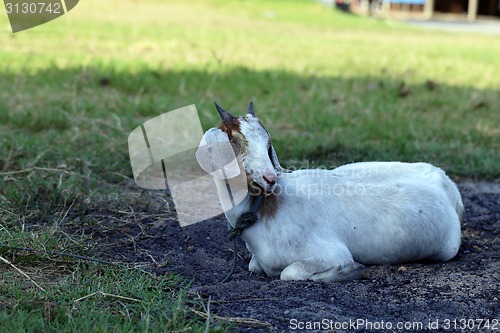 Image of White sheep 