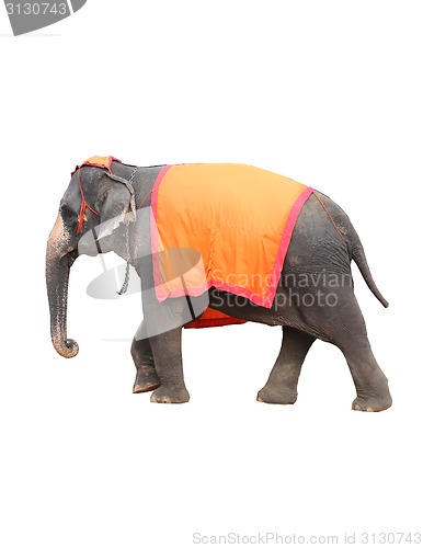 Image of Thai elephant 