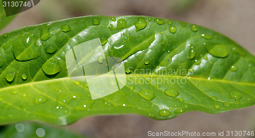 Image of Green leaf