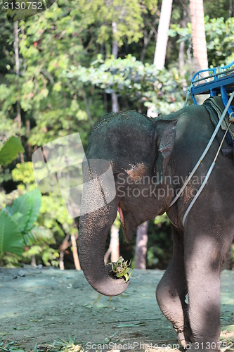 Image of Thai elephant 