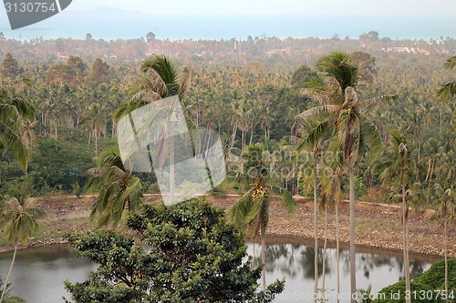 Image of Rainforest