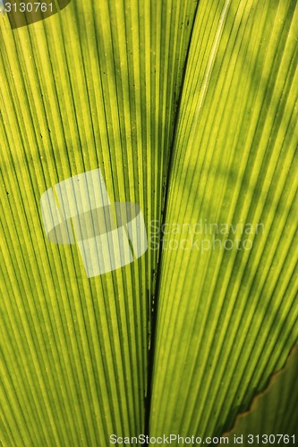 Image of Green leaf palm