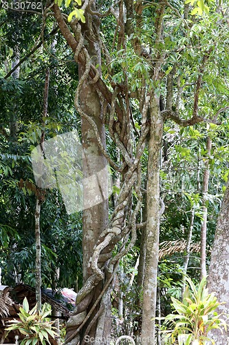 Image of Rainforest
