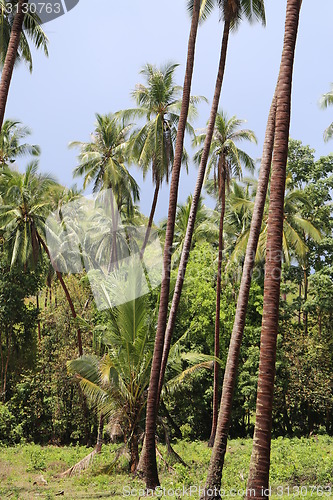 Image of Rainforest