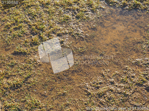 Image of Marshland background