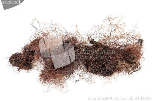 Image of Corn Silk Herb