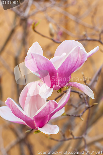 Image of blooming magnolia