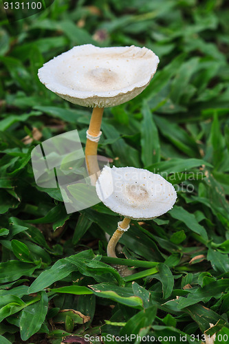 Image of close up mushroom in deep forest