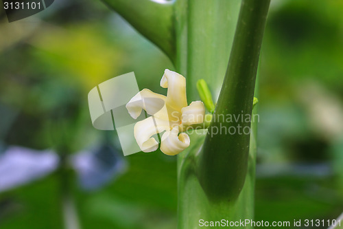 Image of papaya tree with flowers 