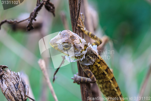 Image of Lizard  changing skin resting on wood horizontal 