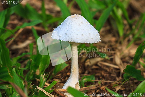 Image of close up mushroom in deep forest