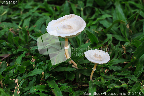 Image of close up mushroom in deep forest