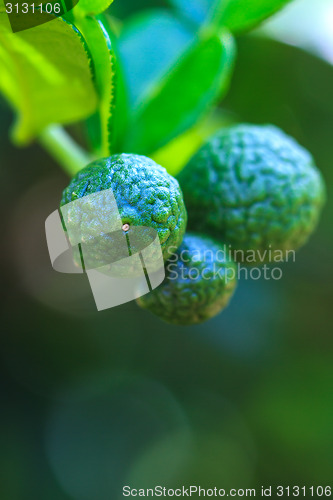 Image of Bergamot on Tree 