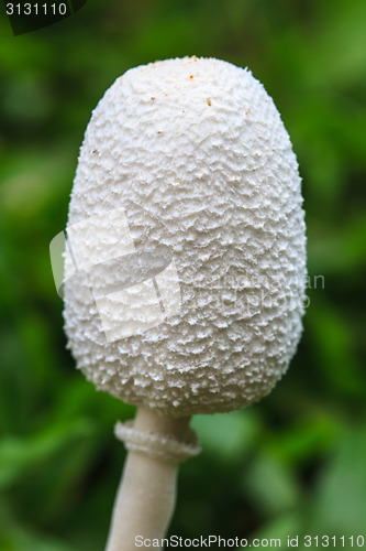 Image of close up mushroom in deep forest