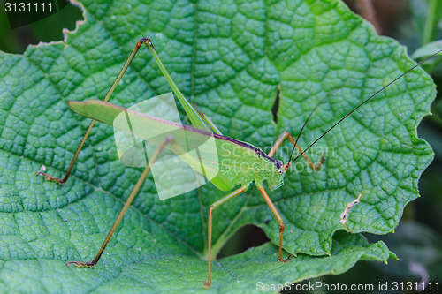 Image of Grasshopper perching on a leaf