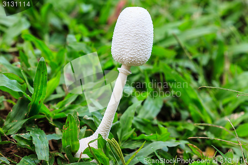 Image of close up mushroom in deep forest