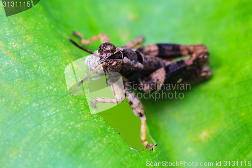 Image of Grasshopper perching on a leaf 