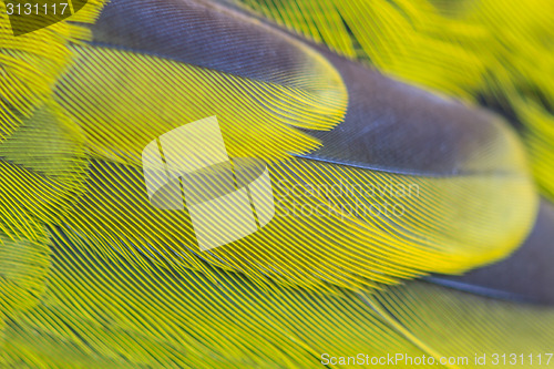 Image of feather of Black-headed Bulbu