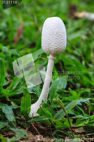 Image of close up mushroom in deep forest