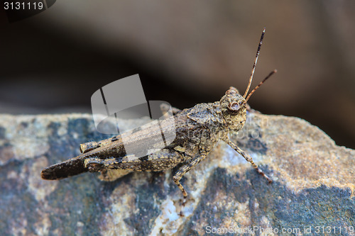 Image of Grasshopper perching on stone