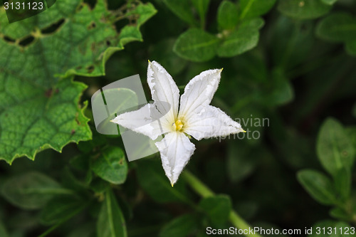 Image of beautiful wild flower in forest