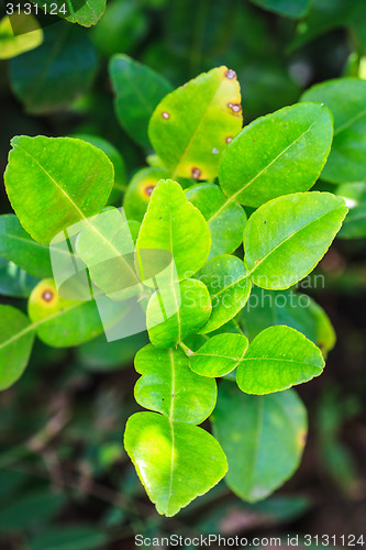 Image of leaves of Bergamot