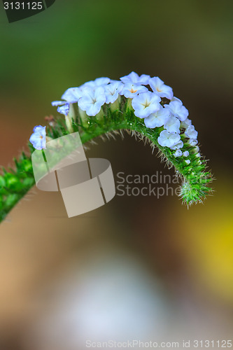 Image of Heliotropium indicum flower