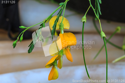 Image of Sesbania flower 