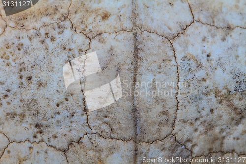 Image of Texture of Turtle carapace 