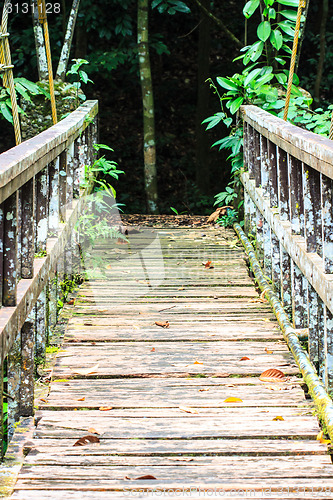 Image of Bridge over the waterfall in Forest