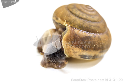 Image of Garden snail on white background 