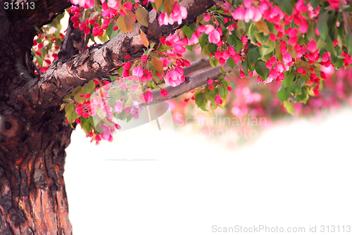 Image of Apple tree