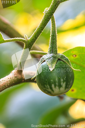 Image of  eggplant on tree in garden