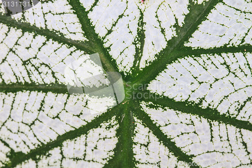 Image of Close up
water drop on caladium leaves