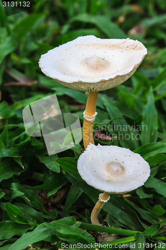 Image of close up mushroom in deep forest